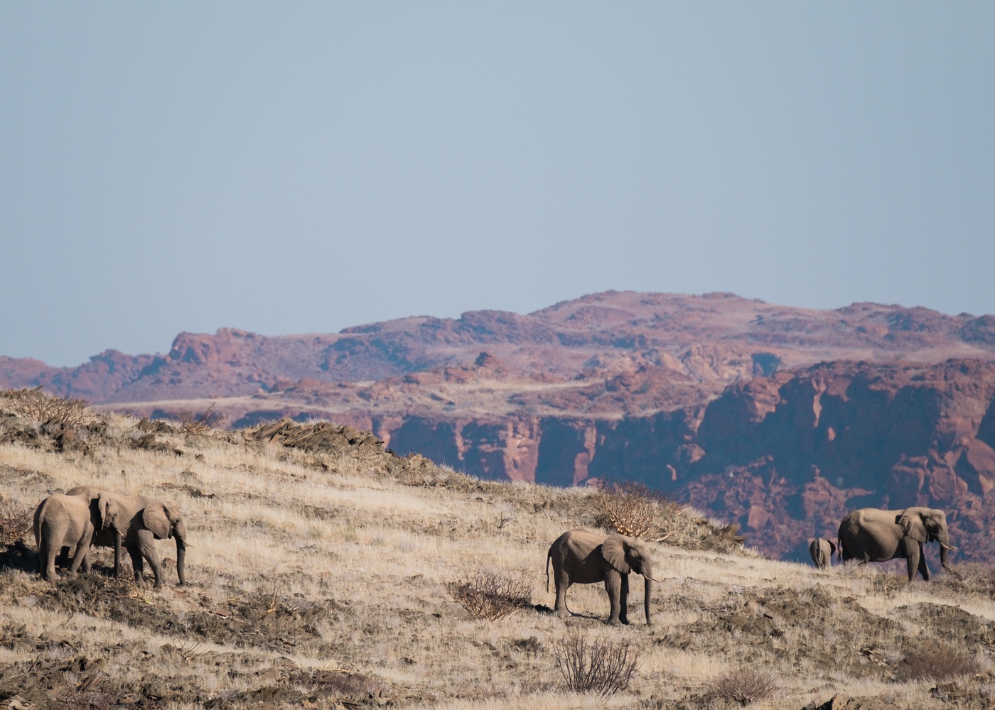  large group of elephant at mountain