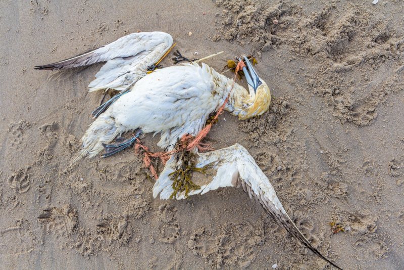 A dead gannet trapped in fishing net